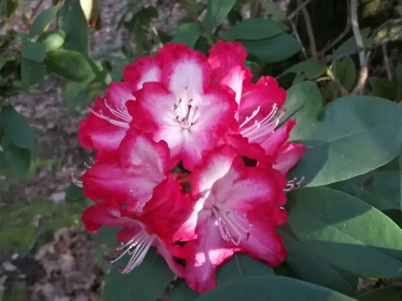 Le parc buccolique de La Tour de Bellevue, Saumur, Chambres d'hôtes La Tour de Bellevue