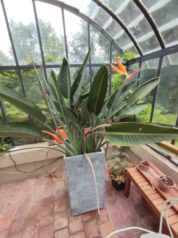 Les Fleurs exotiques proche du Spa